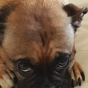 Pet Grief & Pining Formula