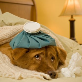 Sick as a dog concept - Dog in bed with scarf and water bottle on its head.